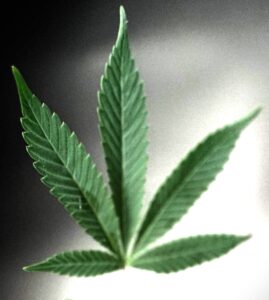 Cannabis is a medicine